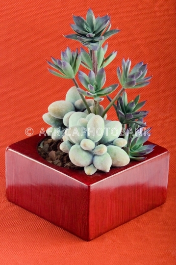 Decorative flower