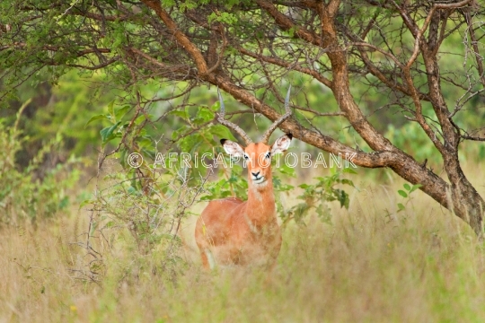 springbok