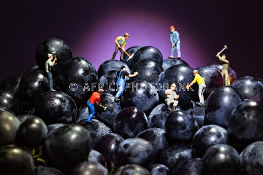grape workers