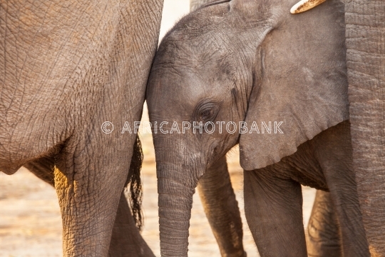 baby elephant