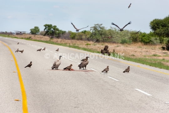 Vultures on the road carcass