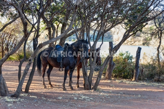 Saddled horses in the bush