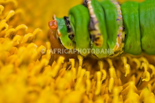 Swallowtail larva