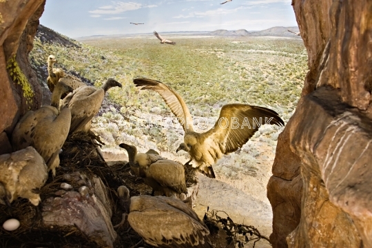 Vultures