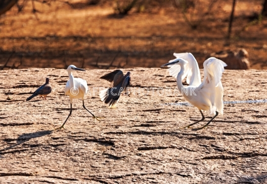 Egret and doves