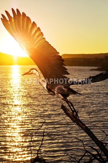 grey heron stork