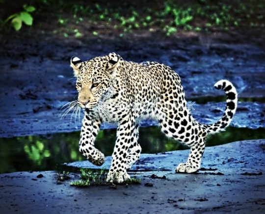 leopard 