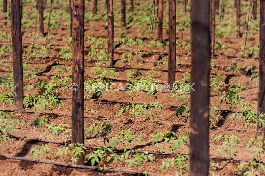 tomatoes