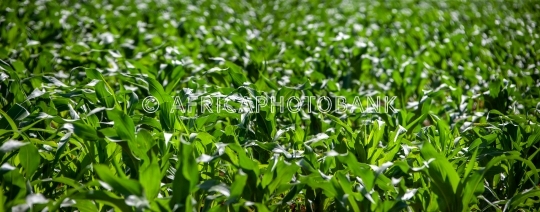 corn field