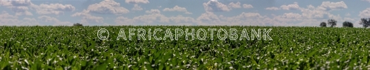 green corn
