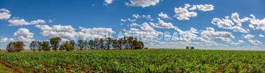 corn field
