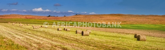 hay in the field