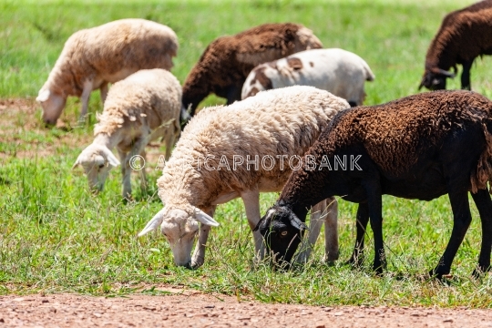 flock of sheep