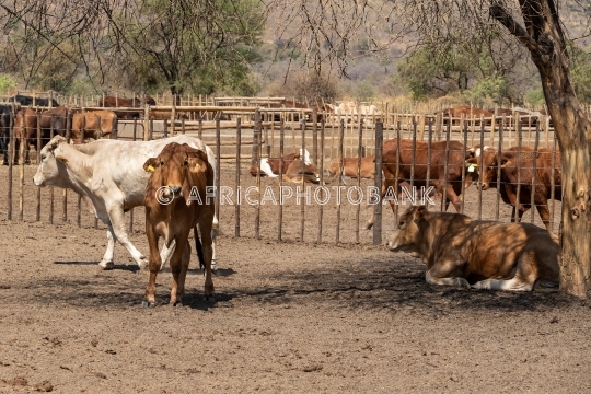 cows at the farm