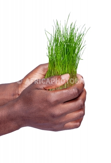 african holding plant