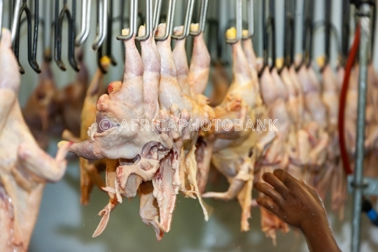 Chicken abattoir
