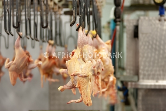 Chicken abattoir