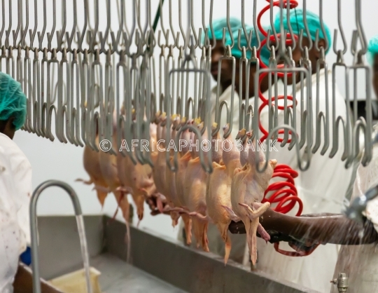 Chicken abattoir
