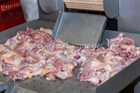 Chicken abattoir