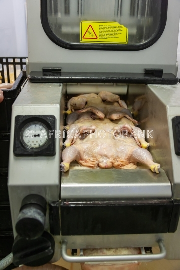 Chicken abattoir