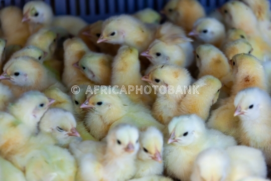 baby chicks