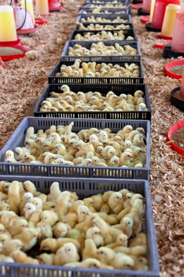 baby chicks