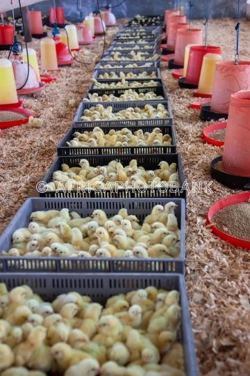 baby chicks