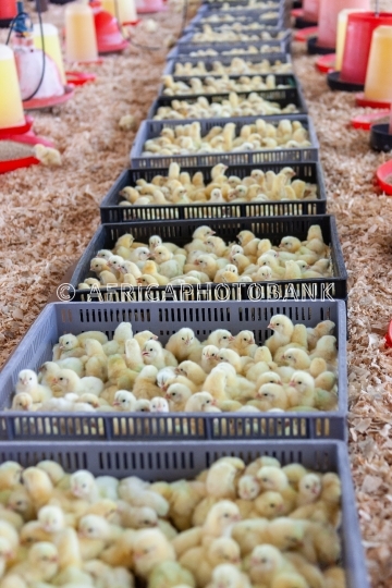 baby chicks