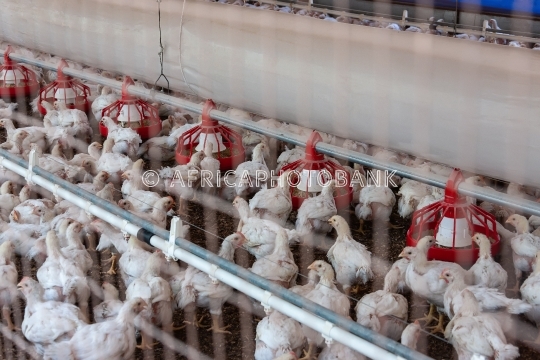 hens for eggs