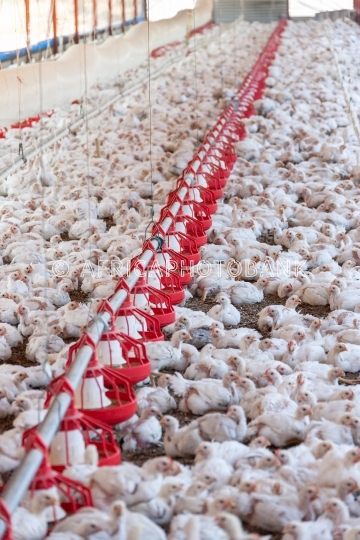 hens for eggs