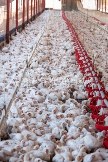 hens for eggs