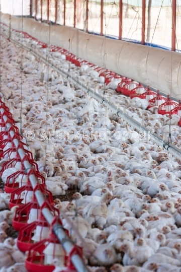 hens for eggs