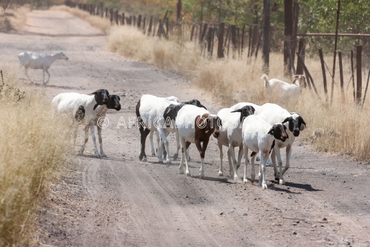 sheep