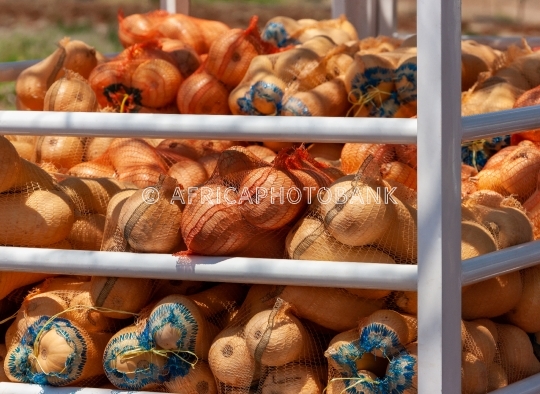 Butternut