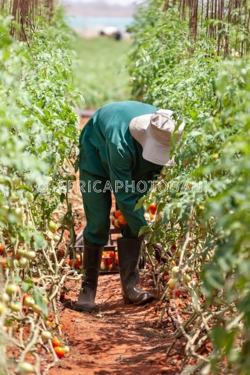 African worker
