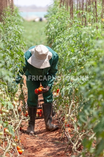African worker