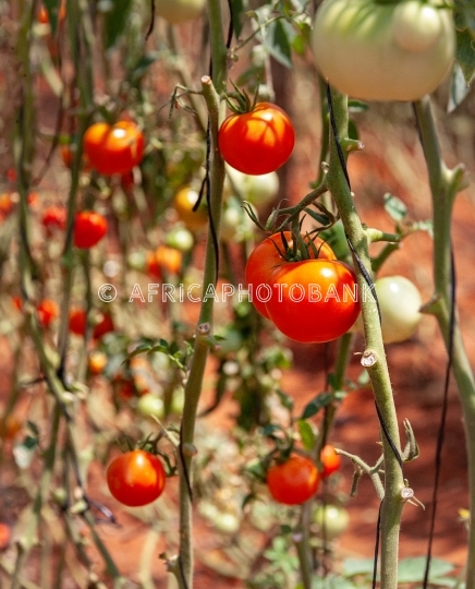 tomatoes