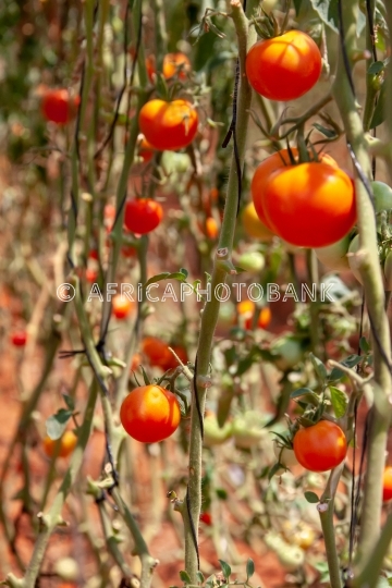 tomatoes
