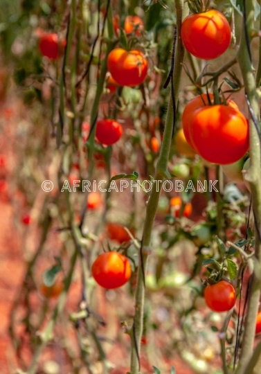 tomatoes