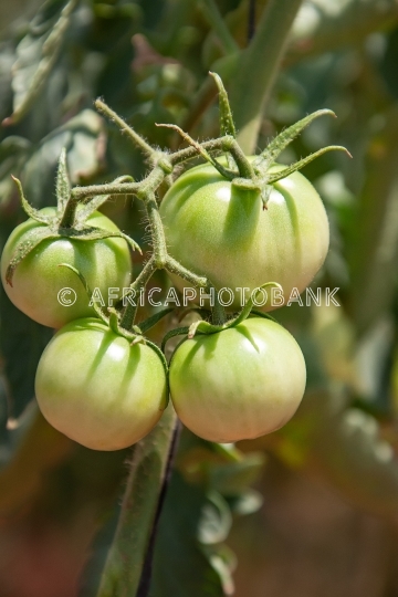 tomatoes