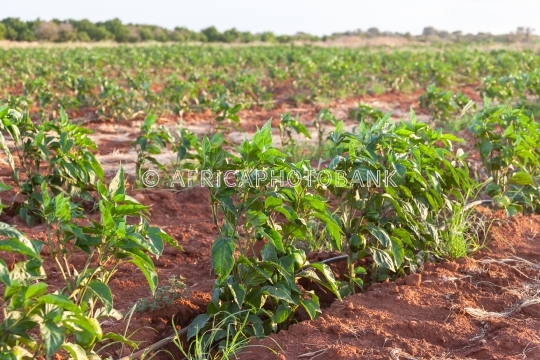 Green peppers