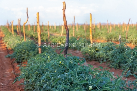 Green tomatoes