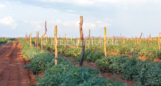 Green tomatoes