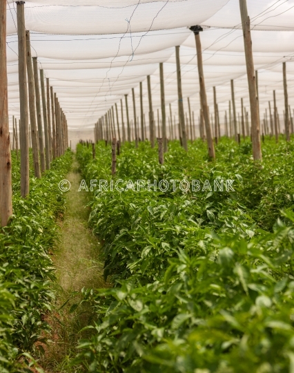 Green peppers