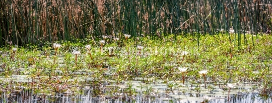 Water Lily flowers