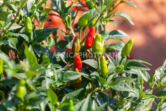red chili