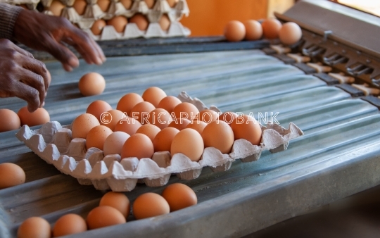 Carton eggs