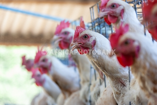 hens