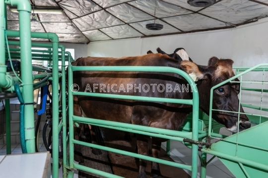 milk cows