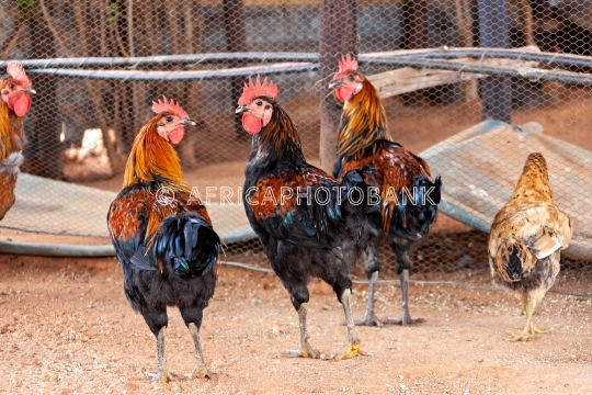 cock